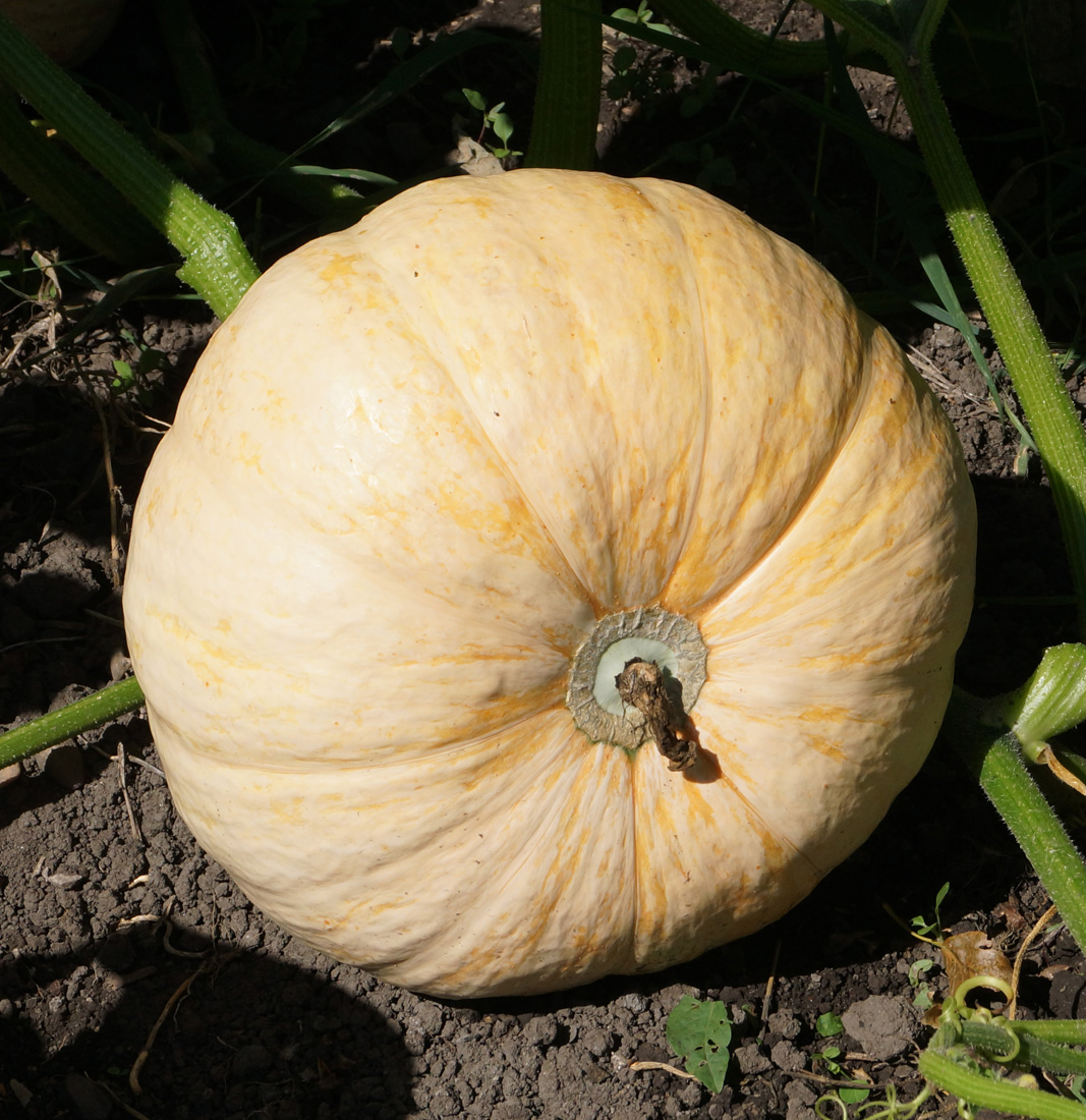 Изображение особи Cucurbita maxima.