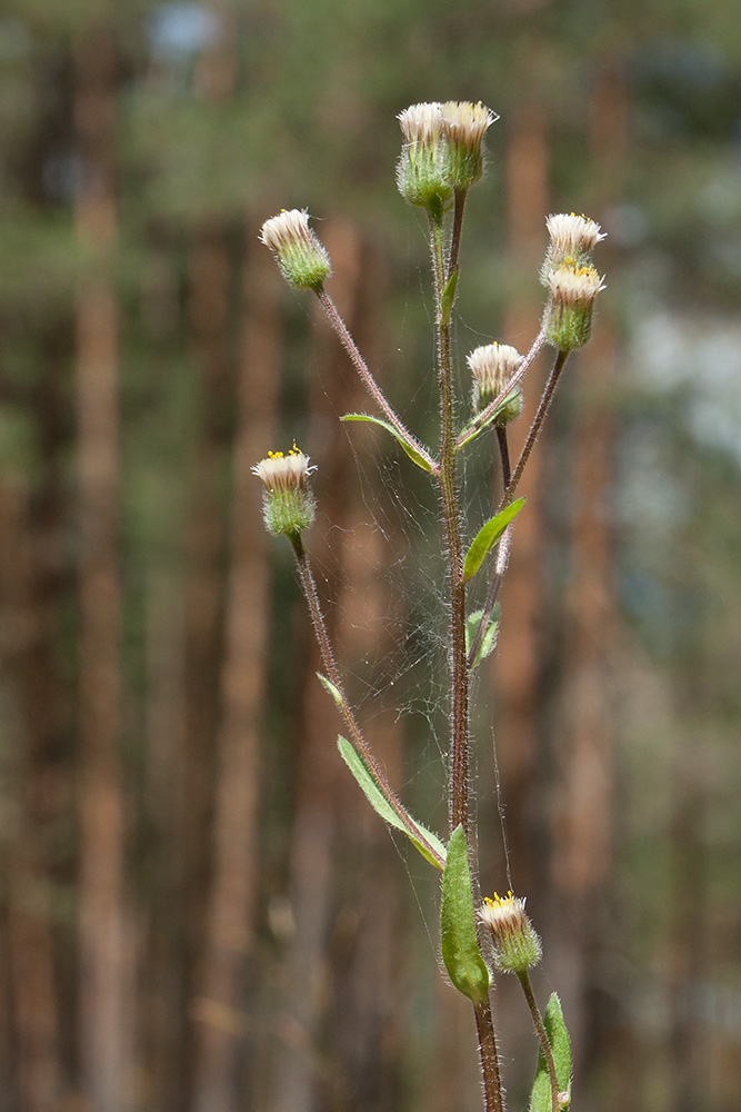 Image of Erigeron acris specimen.