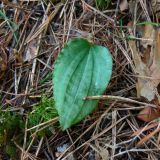 Calypso bulbosa. Лист. Свердловская обл., окр. г. Североуральск. Таёжный лес. 19.05.2007.