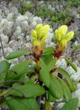 Rhododendron aureum