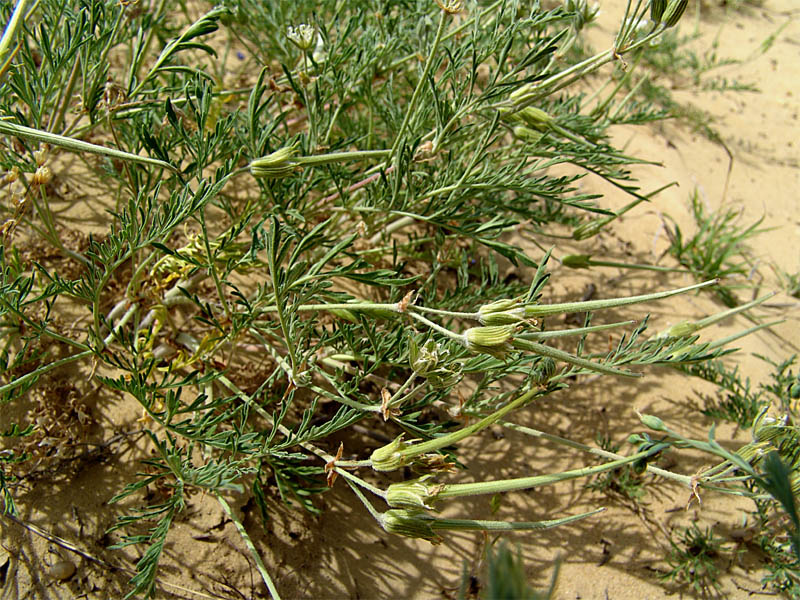 Image of Erodium stevenii specimen.