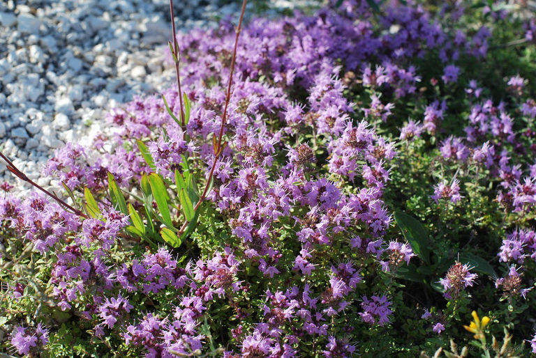 Изображение особи Thymus dubjanskyi.