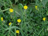 genus Helianthemum