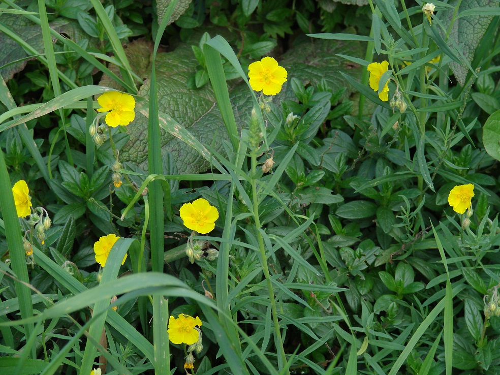 Image of genus Helianthemum specimen.