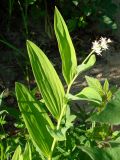 Smilacina dahurica