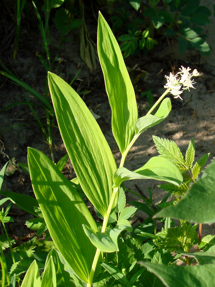 Изображение особи Smilacina dahurica.