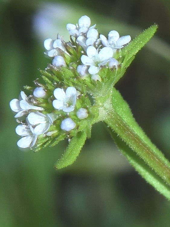 Image of Valerianella dactylophylla specimen.