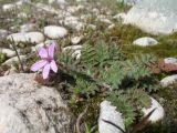 Erodium cicutarium