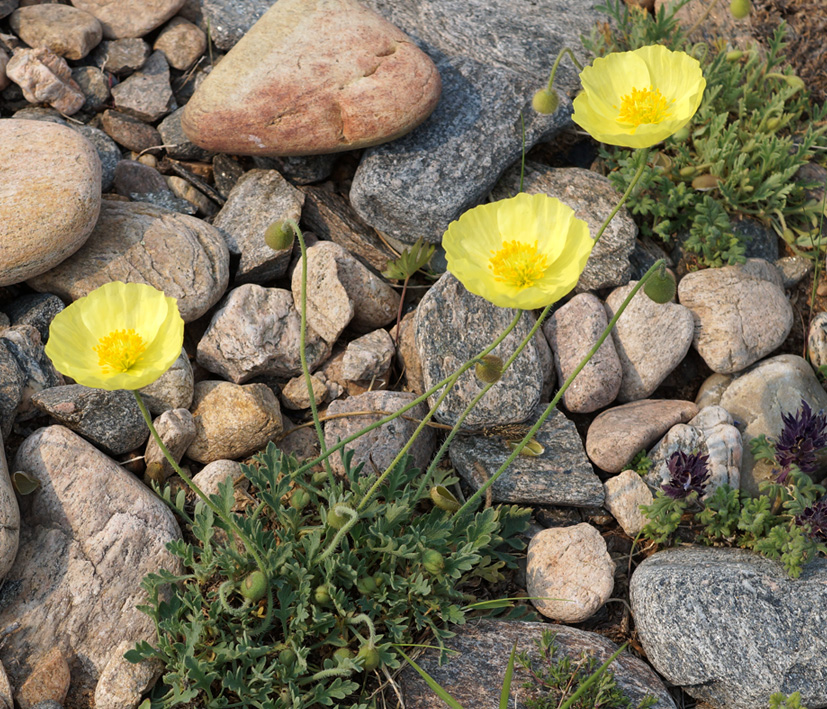 Image of Papaver olchonense specimen.