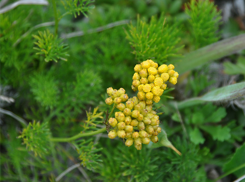 Изображение особи Filifolium sibiricum.