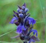 Ajuga genevensis