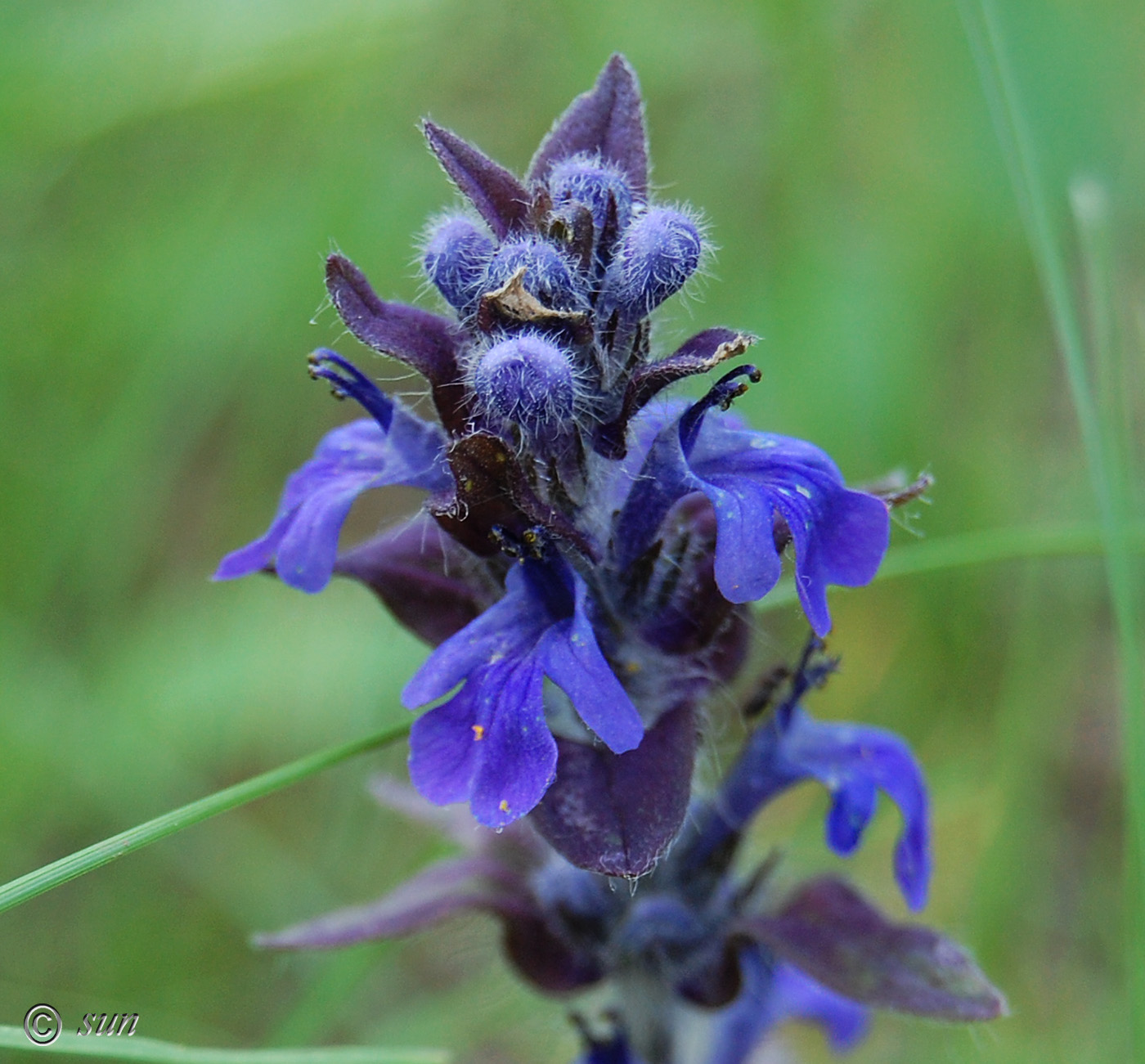 Изображение особи Ajuga genevensis.