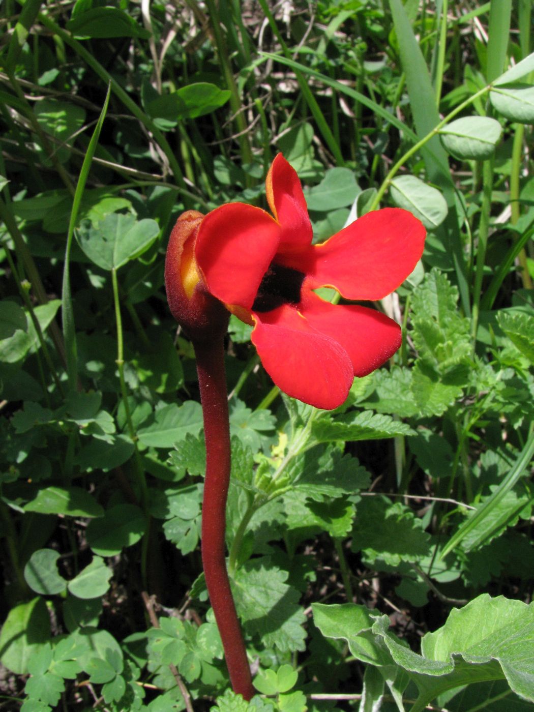 Image of Phelypaea coccinea specimen.