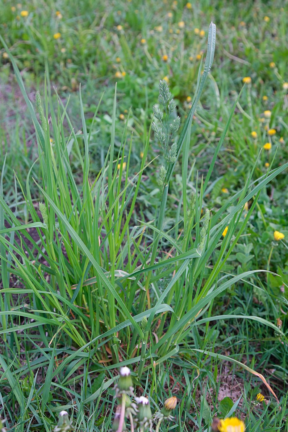 Изображение особи Dactylis glomerata.