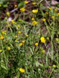Ranunculus auricomus. Верхушка цветущего растения. Санкт-Петербург, канава на окраине Пискарёвского парка. 29.05.2009.