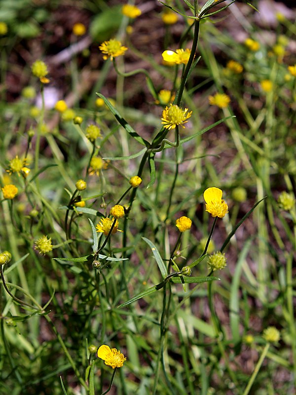 Изображение особи Ranunculus auricomus.