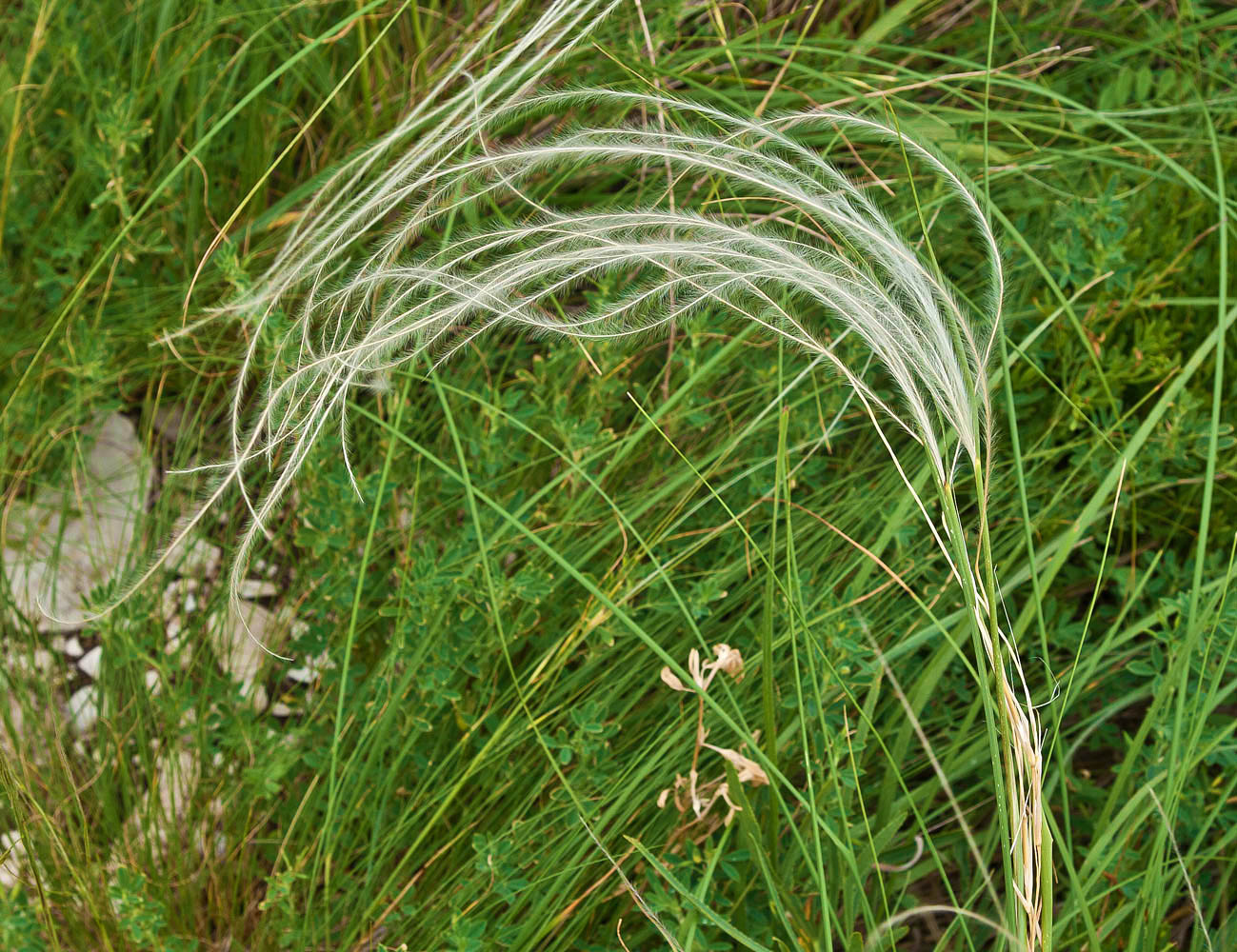 Image of Stipa pulcherrima specimen.