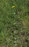 Blackstonia perfoliata