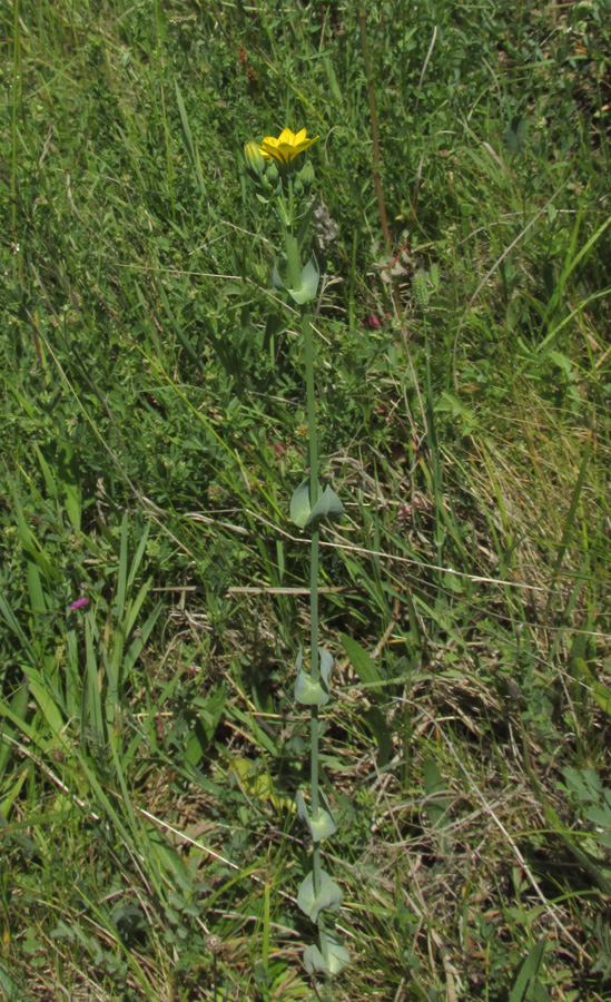 Изображение особи Blackstonia perfoliata.