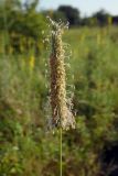 Phleum pratense