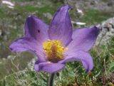 Pulsatilla violacea. Цветок. Адыгея, Кавказский биосферный заповедник, хр. Каменное Море, юго-восточный склон горы Нагой-Кош, ≈ 2050 м н.у.м., на моховой подушке на валуне. 13.06.2016.