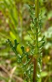 Senecio jacobaea