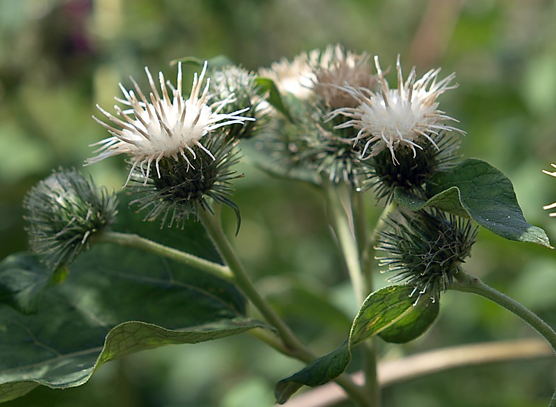 Изображение особи Arctium tomentosum.