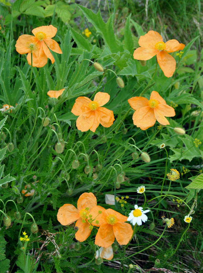 Изображение особи Papaver oreophilum.