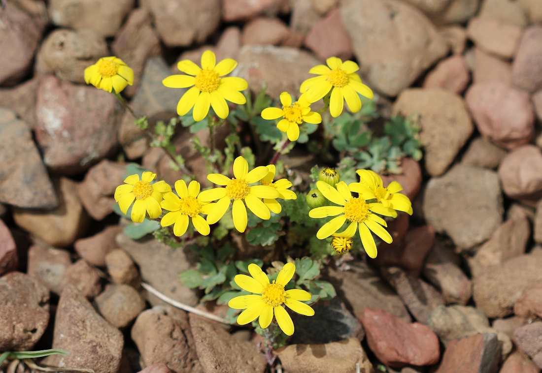 Image of Senecio sosnovskyi specimen.