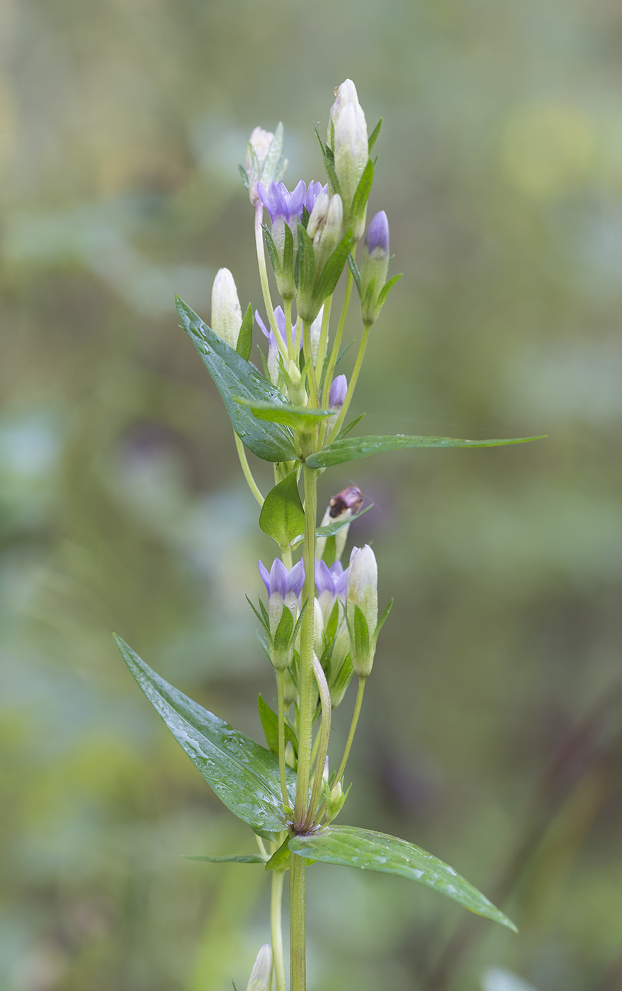 Изображение особи Gentianella amarella.