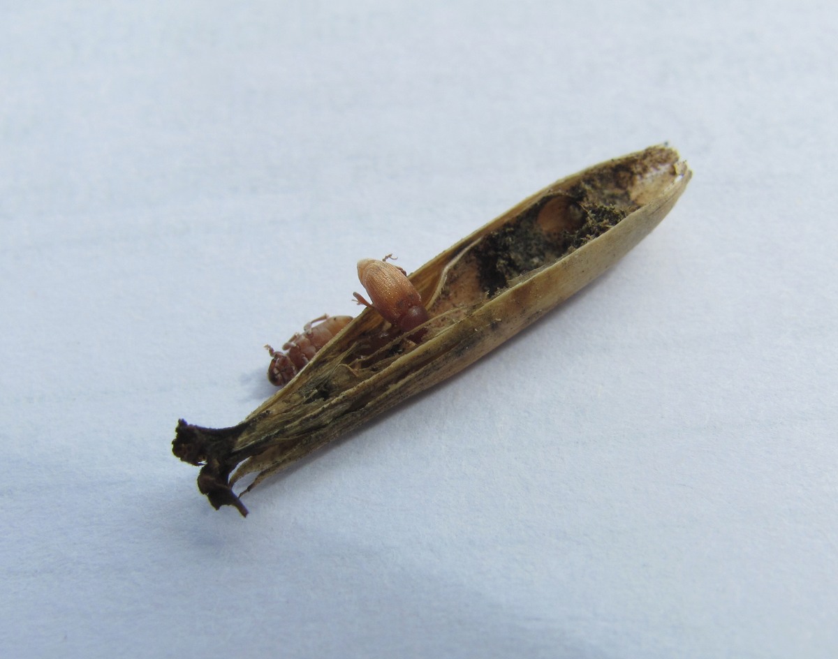 Image of Dianthus acantholimonoides specimen.