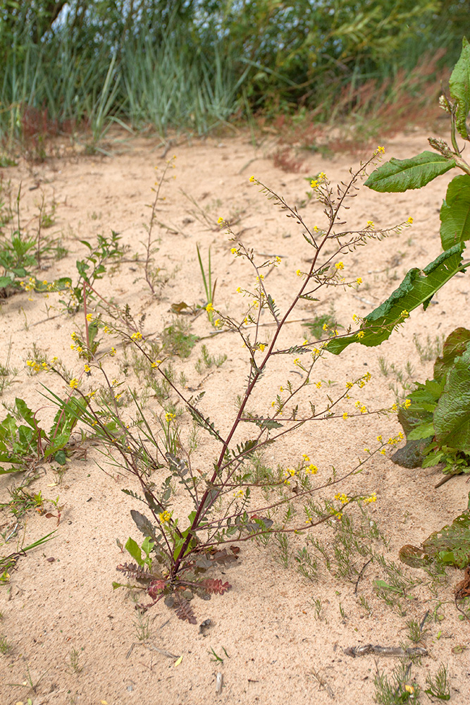 Image of Rorippa palustris specimen.