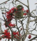 genus Erythrina. Ветви с соцветиями и кормящимся цветками попугаем. Израиль, Тель-Авив. 17.03.2008.