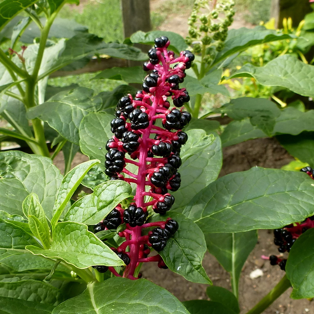 Image of Phytolacca acinosa specimen.