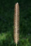 Setaria pumila