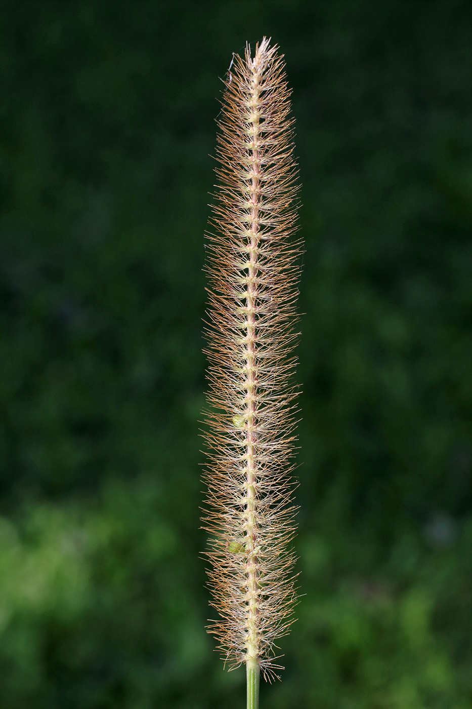 Image of Setaria pumila specimen.