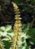 Equisetum pratense