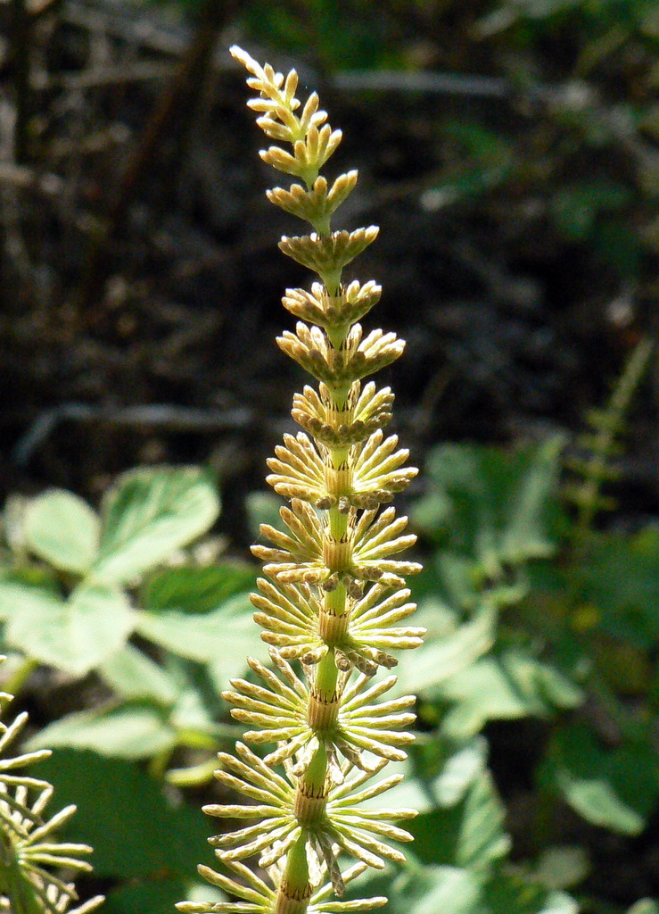 Изображение особи Equisetum pratense.