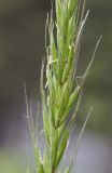 Elymus excelsus