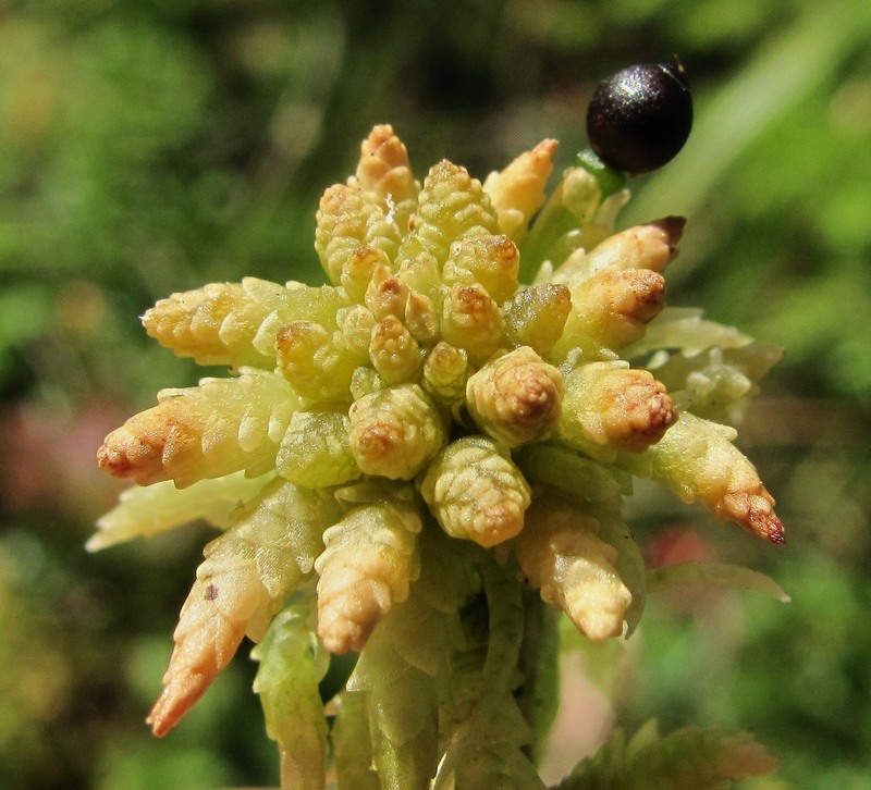 Image of genus Sphagnum specimen.