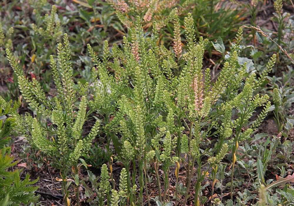 Изображение особи Lepidium densiflorum.