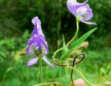 Aconitum volubile