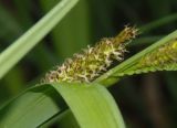 Carex riparia