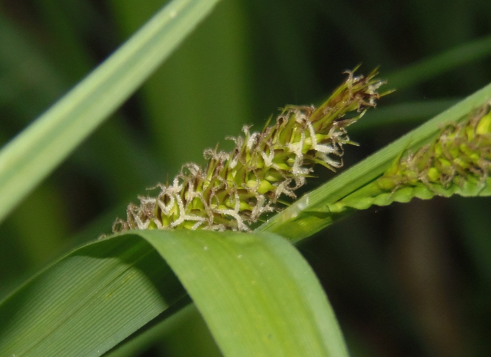 Image of Carex riparia specimen.
