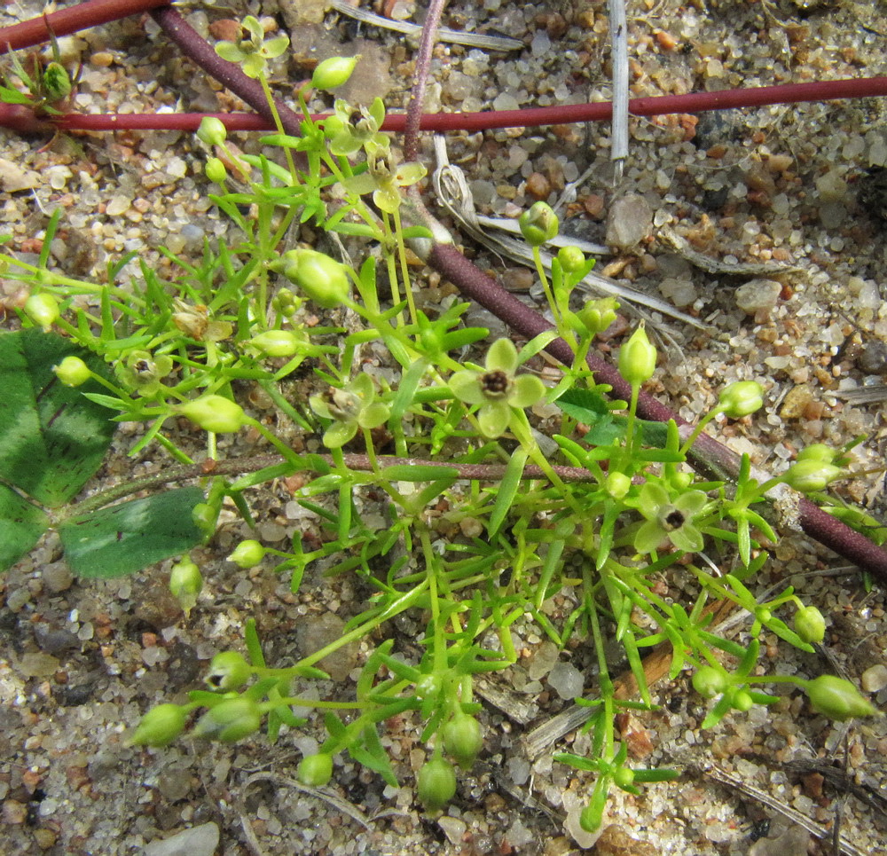 Image of Sagina procumbens specimen.