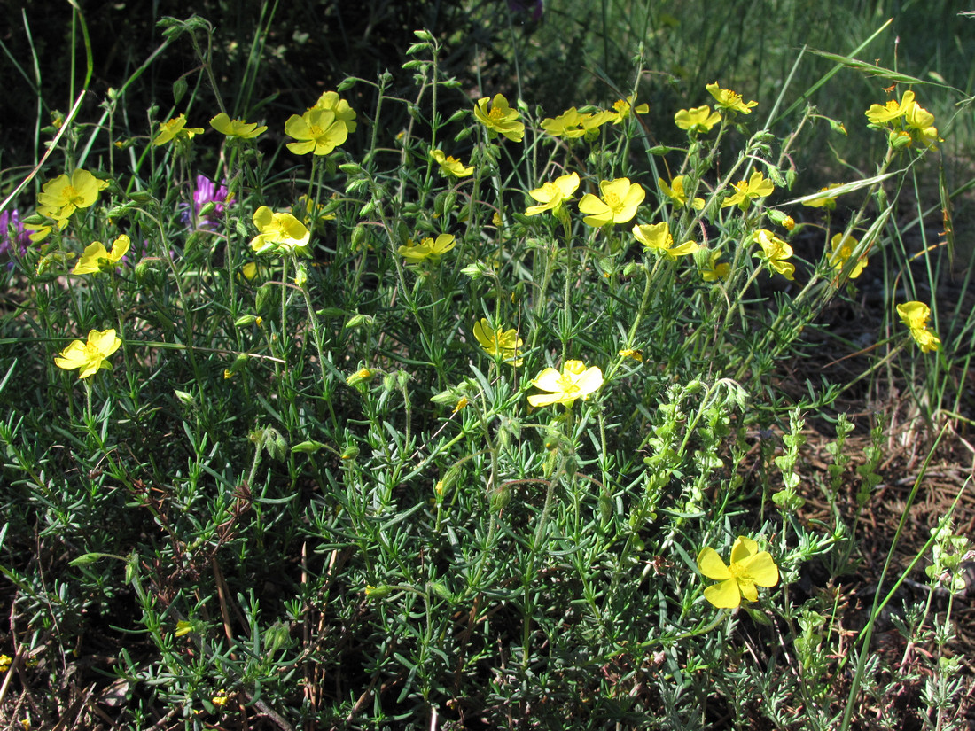 Image of Fumanopsis laevis specimen.