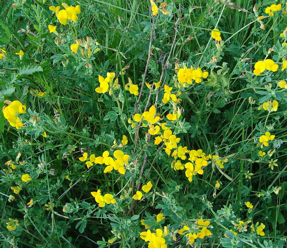 Изображение особи Lotus corniculatus.