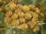 Tanacetum pseudachillea