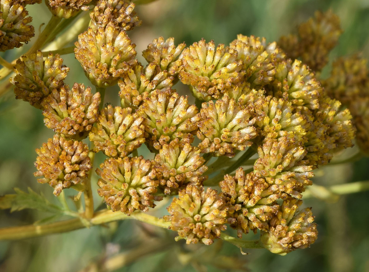 Изображение особи Tanacetum pseudachillea.