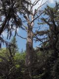 Quercus robur. Сухой ствол старого дерева. Польша, Беловежа, Беловежская пуща. 23.06.2009.